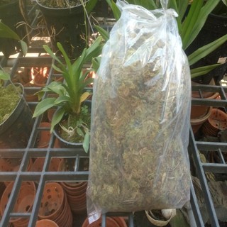 rêu trồng lan 100gram