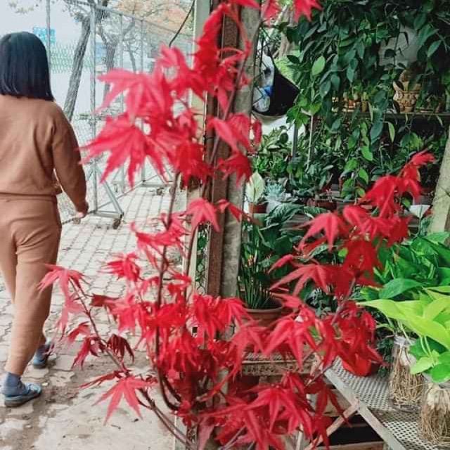 Phong lá đỏ giá rẻ nhất thị trường
