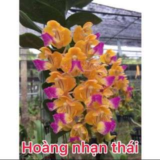 Lan Hoàng Nhạn Thái Cây trưởng thành sắp hoa