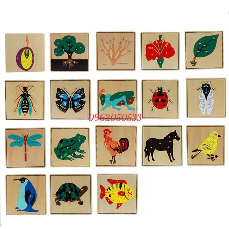 Tranh ghép sinh học montessori, giáo cụ montessori