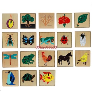 Tranh ghép sinh học montessori, giáo cụ montessori