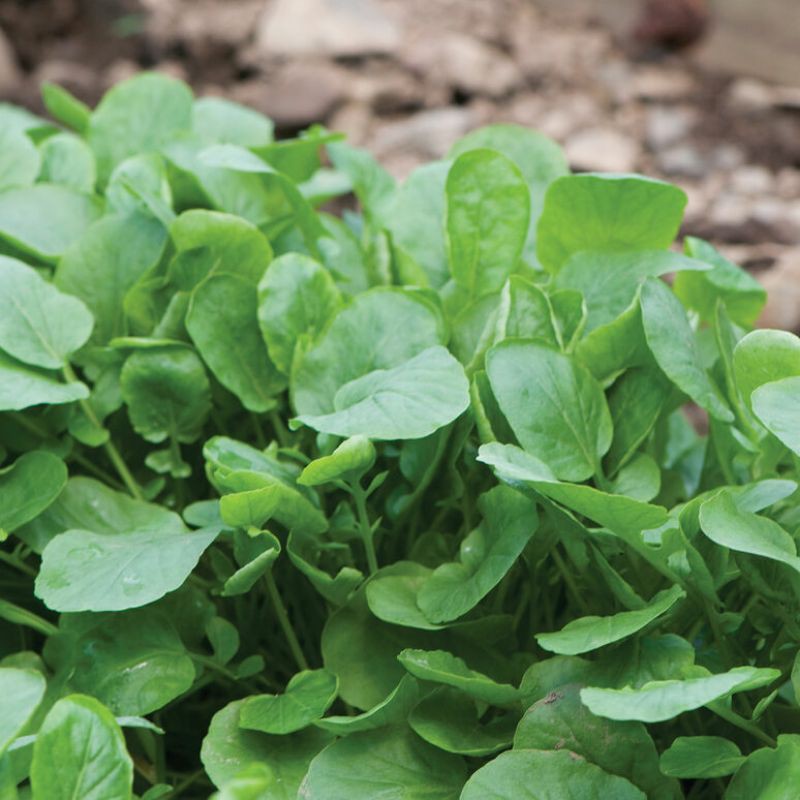Cải Xoong Mỹ (Gói lẻ 1000 hạt)
