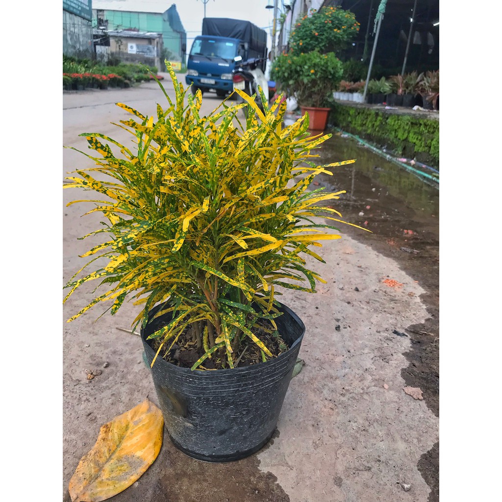 Cây cô tòng đuôi lươn( vàng anh lá kim ) ⚡️GIÁ GỐC TẠI VƯỜN⚡️ cao 20-25cm, thích hợp trang trí cảnh quan