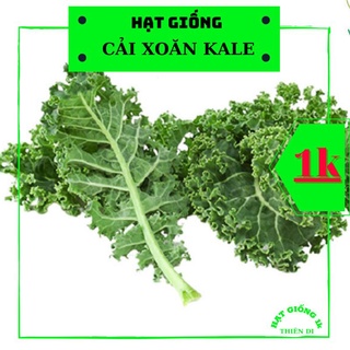 20 hạt giống cải xoăn kale