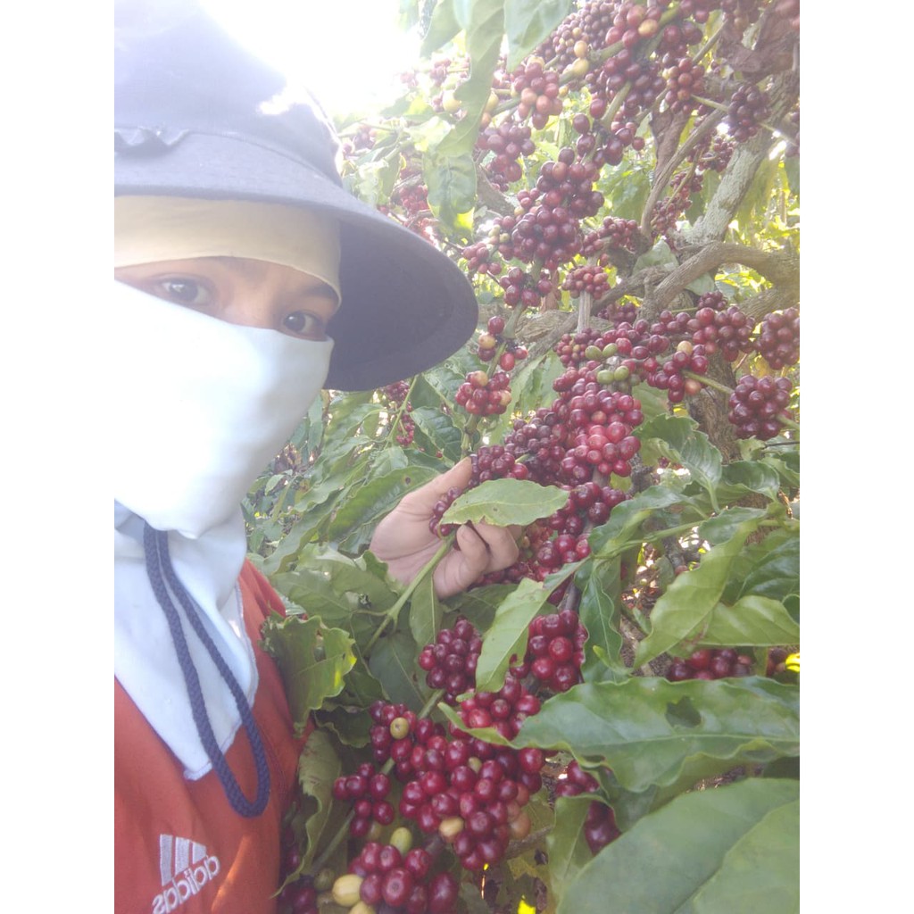 100GR Cà phê nguyên chất Arabica Cầu Đất kết hợp cafe Robusta Đăk Lăk hạt chín, loại NGON, gói nhỏ MẪU THỬ | BigBuy360 - bigbuy360.vn