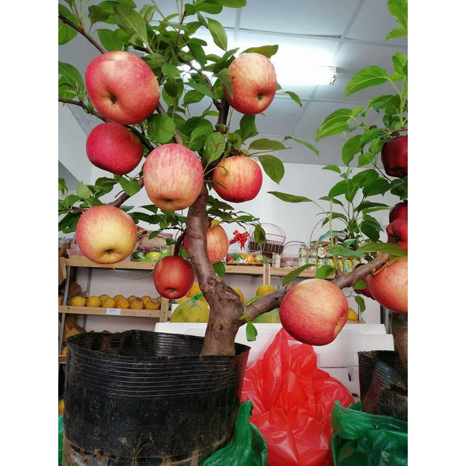 Cây giống táo đỏ lùn F1 đang quả chi chít - Tặng phân bón và hướng dẫn sử dụng khi mua cây
