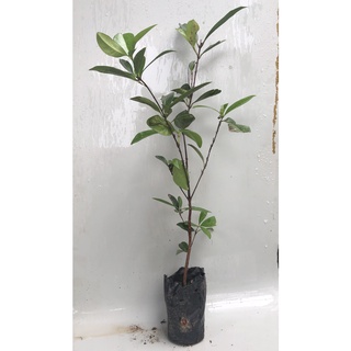 Cây cherry brazil chịu nhiệt (Ảnh cây tại vườn nhà mình)