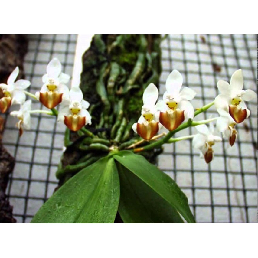 Phân bón Grow More Orchid 6-30-30 chuyên dùng cho lan - Kích thích ra hoa nhập khẩu Mỹ Growmore 567gr