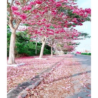 Cây giống kèn hồng