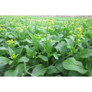 Hạt giống Cải ngồng xanh cao sản 20gr