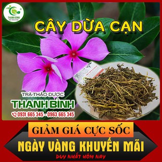 Combo 2Kg Cây Dừa Cạn Khô - Loại Cao Cấp