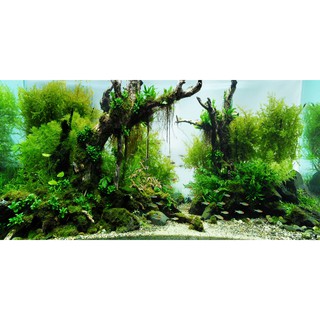 Tranh phông nền dán hồ cá HD Thủy sinh HAqua_001