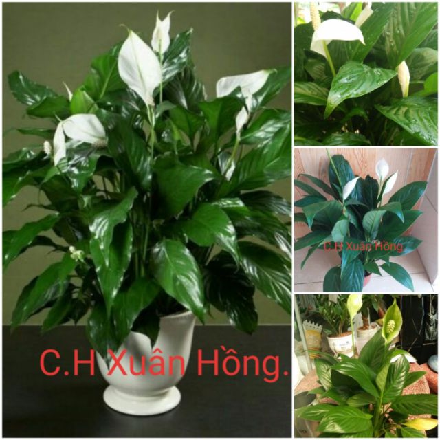 Chậu Cây lan ý