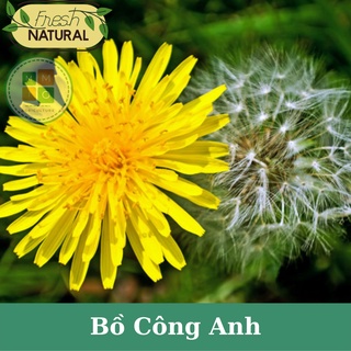 Hạt giống bồ công anh