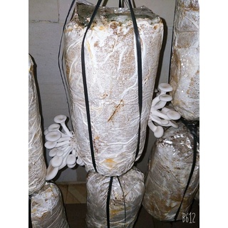 PHÔI NẤM BÀO NGƯ (NẤM SÒ)