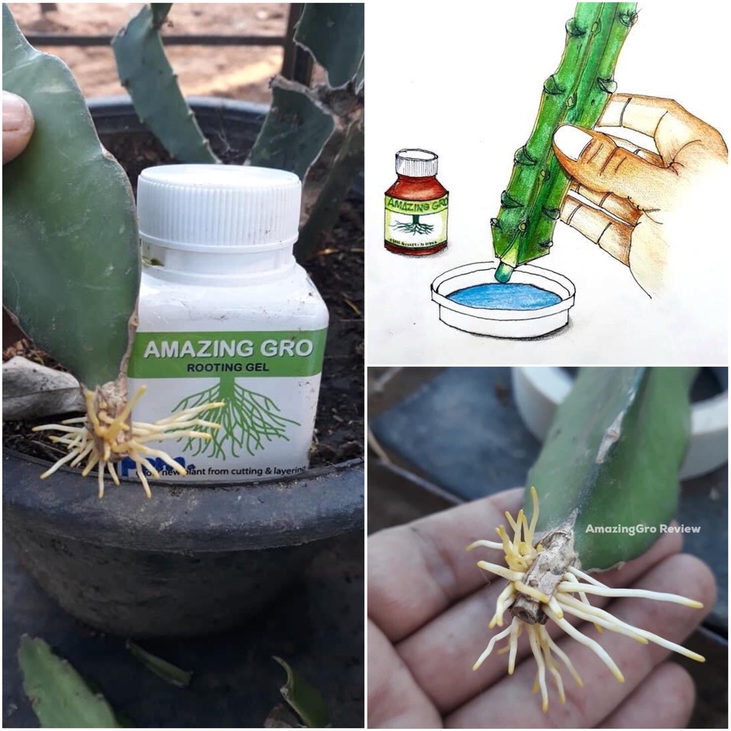 Gel Kích Rễ Siêu Nhanh Amazing Gro Thailand - 60ml