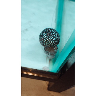 cám thức ăn cá la hán (Kim bao Aquarium)