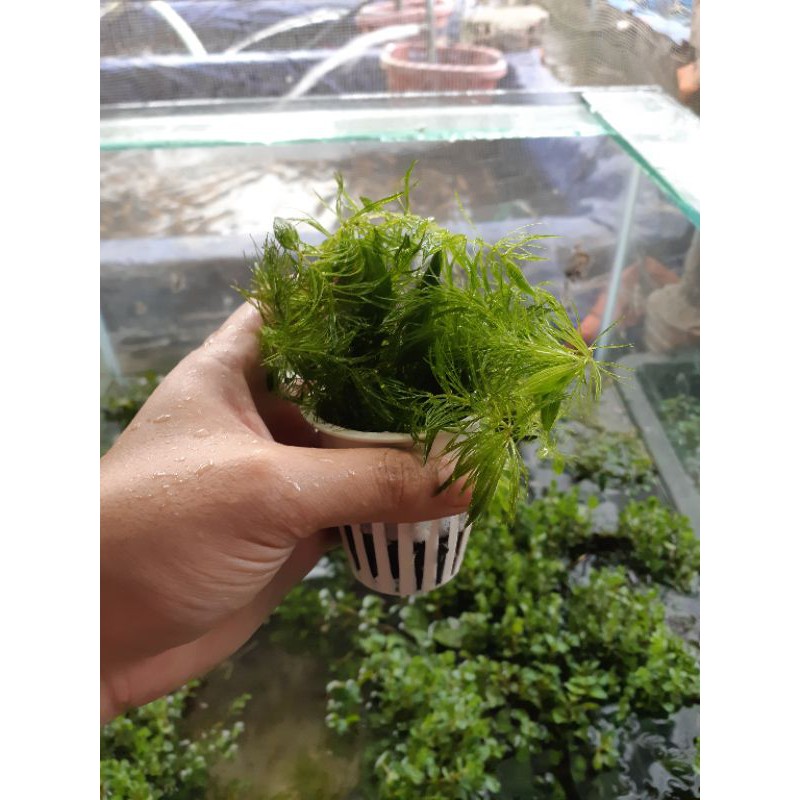 Cây Thủy Sinh 8 (Như Hình)