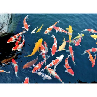 Sơn hồ cá chép coi màu đen Rainbow (1017 +1073) - 4L/bộ