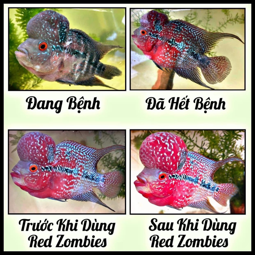 Tôm trộn Red Zombies - Hỗ trợ đầu màu châu