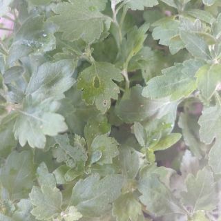 Cây giống cúc mâm xôi vàng