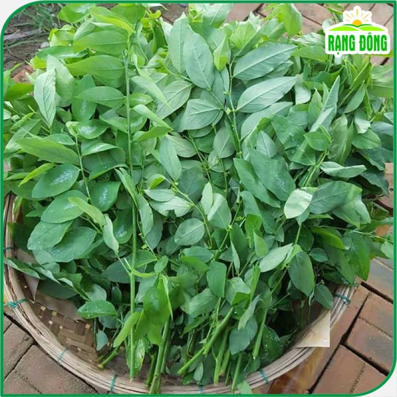 Hạt giống Rau Ngót (Rau Bồ Ngót) Trồng Quanh Năm, Sinh Trưởng Khỏe ( gói 1 gram) - Hạt giống Rạng Đông