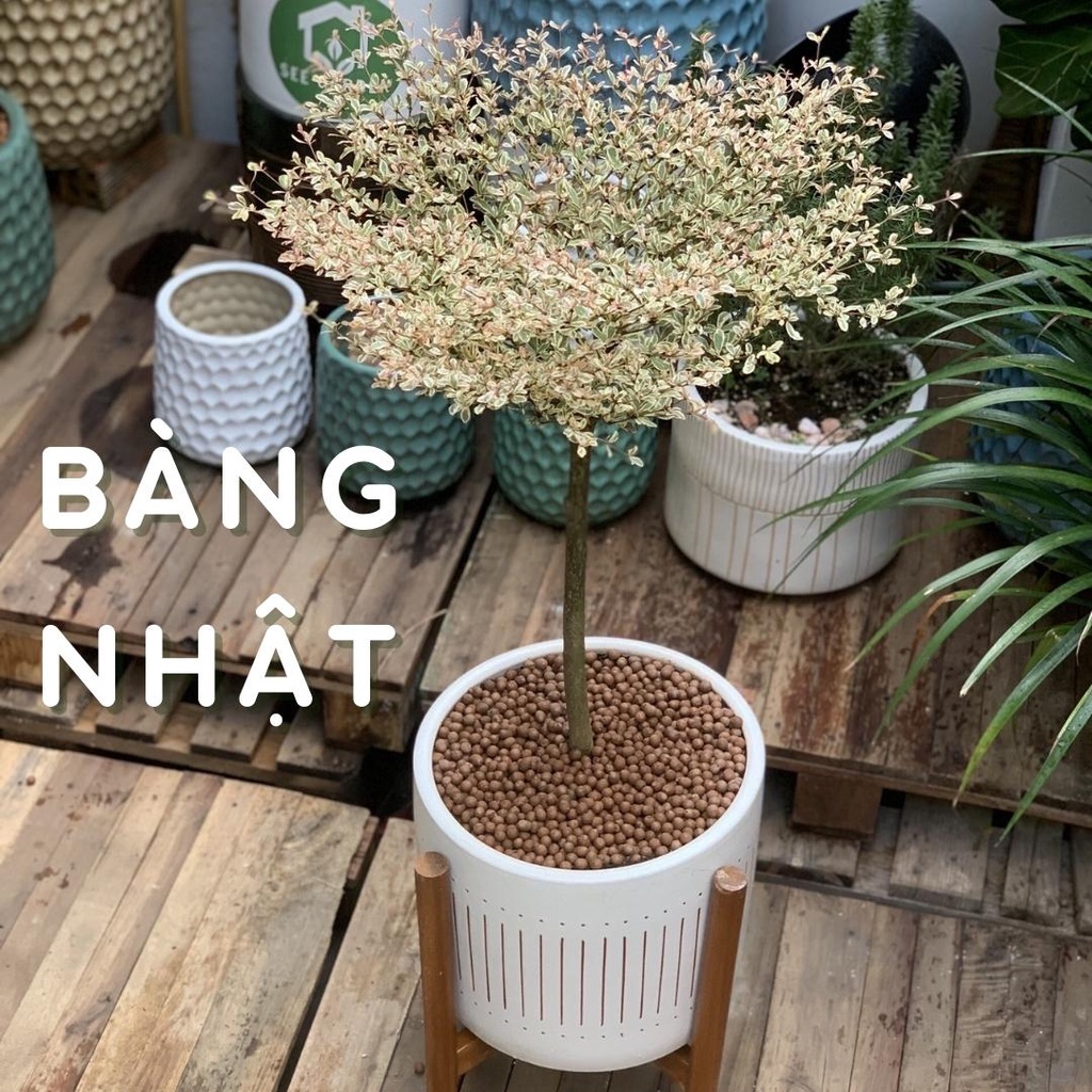 Cây bàng nhật - Cây cảnh trang trí văn phòng, nhà cửa đời sống