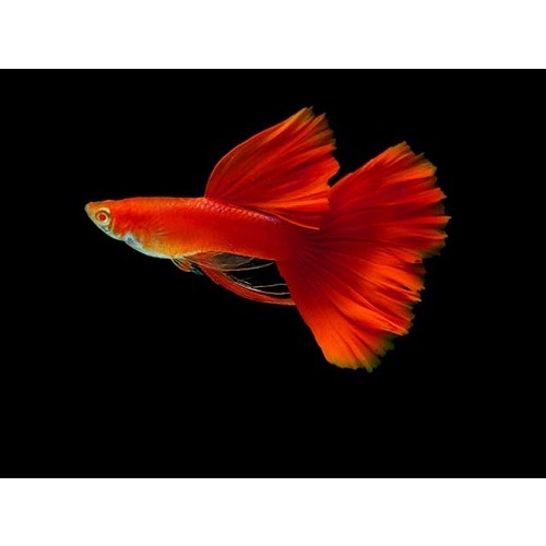 Cám Lá Aquafin Thước Ăn Cho Cá 7 Mầu, Guppy, ... 24g 55g 110g