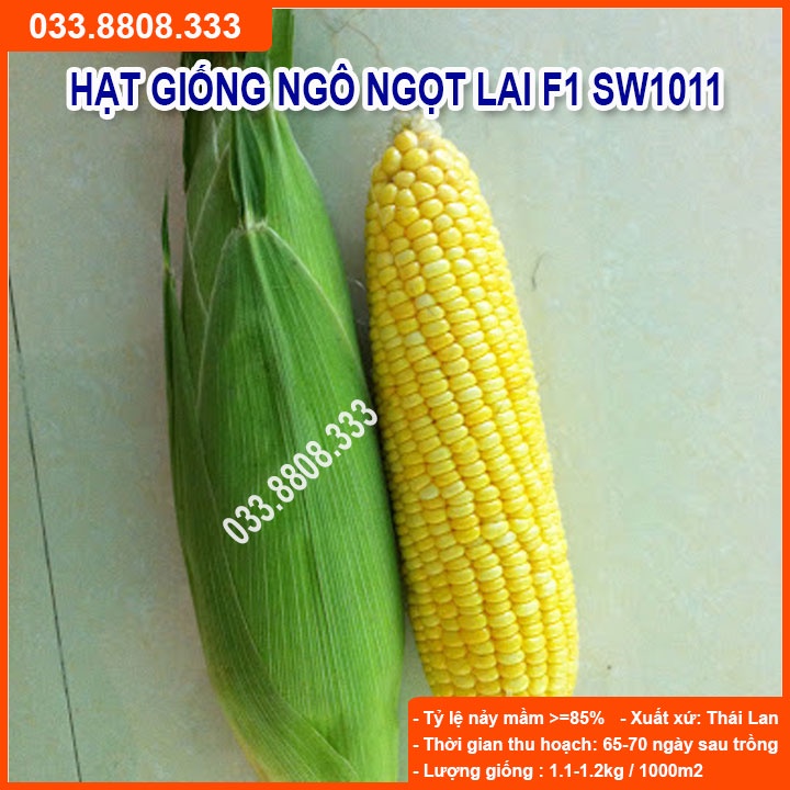 Hạt Giống Ngô Ngọt Việt Thái SW1011 ( Gói 100gram) -Bắp Ngô Siêu Năng Suất