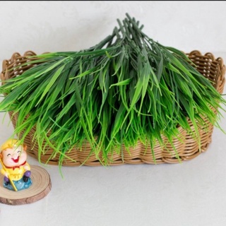 cành mạ non