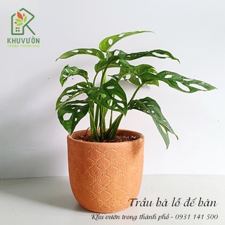 Chậu cây trầu bà lỗ, cây trầu bà cửa sổ để bàn đẹp
