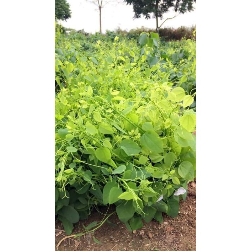 Rau bò khai cây giống