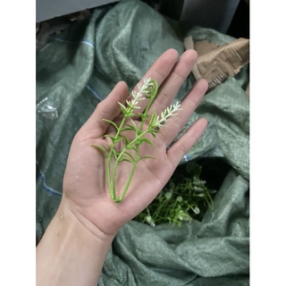 100gr cỏ điểm
