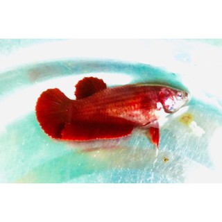 BETTA SUPER RED ( mái )
