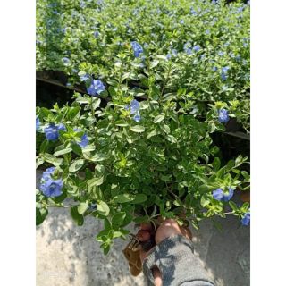 Hoa Thanh Tú (Blue Daze)