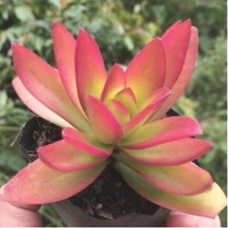 [Hot sale] SEN ĐÁ TỨ PHƯƠNG