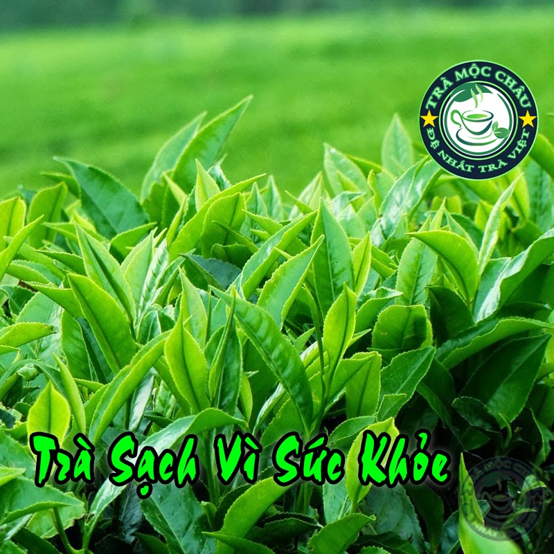 Trà Ô Long Đại Mộc Châu 500g - Trà Ô Long Hạt To Thượng Hạng - Nước Trà Xanh Hương Trà Thơm