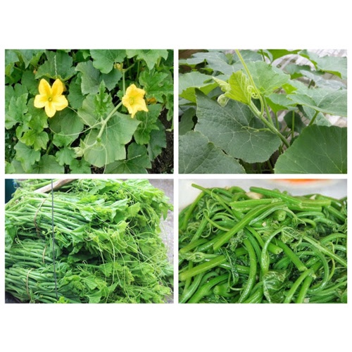 Hạt Giống Bí Siêu Ngọn - SL: 20 GRAM