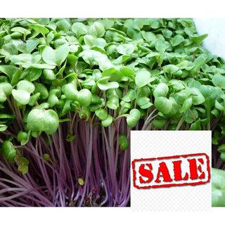 Gói 20 gr hạt giống mầm củ cải đỏ sale