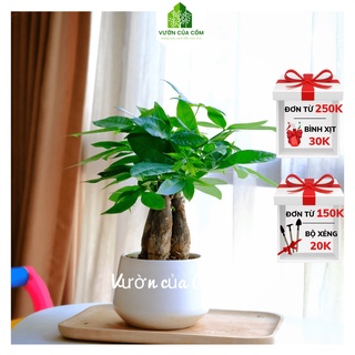 Chậu cây cảnh kim ngân 3 thân để bàn kèm chậu sứ trắng tượng trưng cho PHÚC - LỘC - THỌ . Món quà tặng ý nghĩa