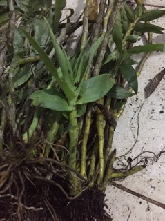 Phi điệp vàng. 2kg