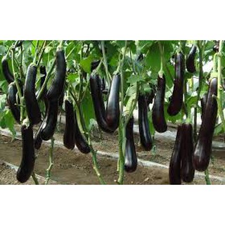 HẠT GIỐNG CÀ TÍM DÀI ĐEN 50 HẠT