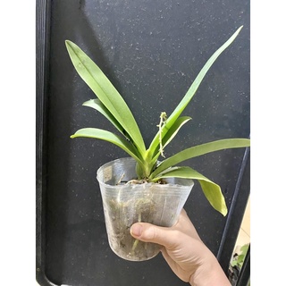 lan hồ điệp màu blue