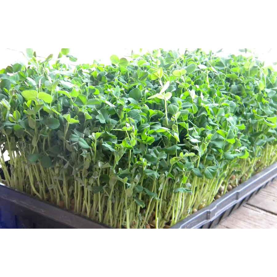 HẠT GIỐNG MẦM ĐẬU HÀ LAN - GÓI 50 GRAM
