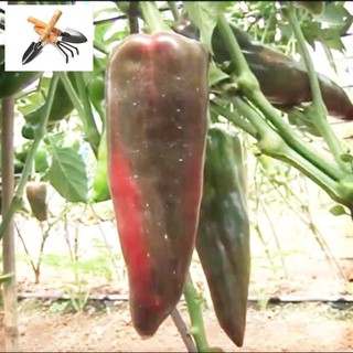 ⚡️ GÓI 50 HẠT ỚT SỪNG BÒ F1⚡️  SIÊU TO SIÊU KHỔNG LỒ TRỒNG HOA TẾT