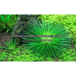 DÙI TRỐNG THUỶ SINH LÁ NƯỚC 1 BỤI LỚN
