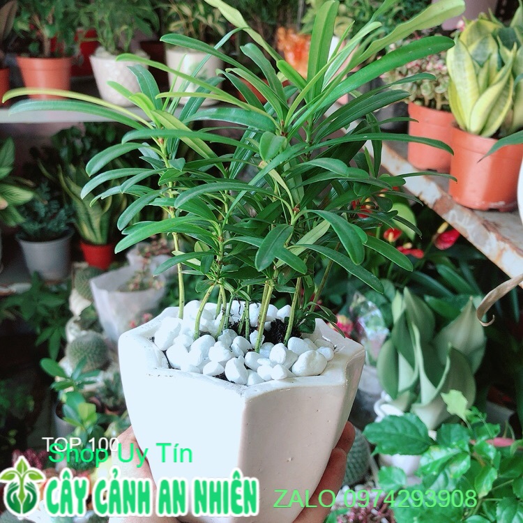 Chậu Tùng Vạn Niên