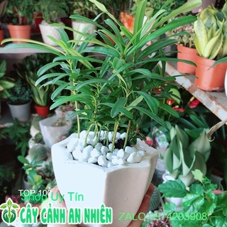 Chậu Tùng Vạn Niên