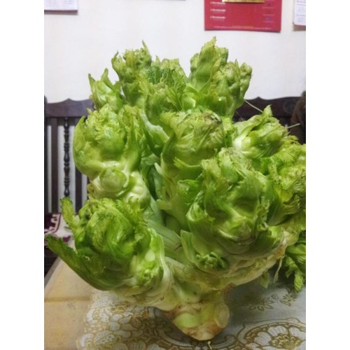 Sale 1K - Hạt Giống Rau Cải Mầm Đá F1 Chịu Nhiệt Ngoại Nhập