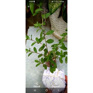 Cây hoa thanh tú